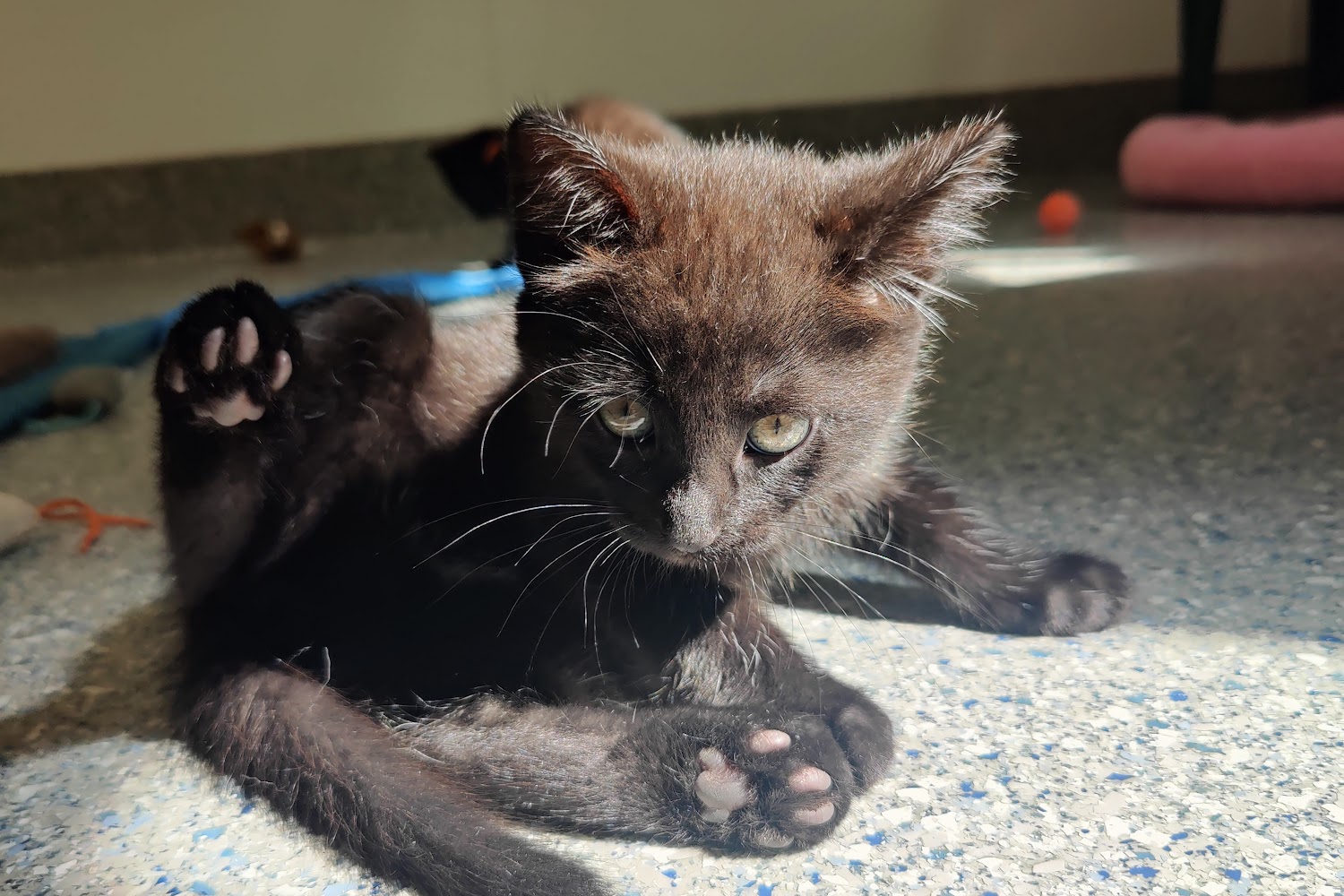 Blue Ridge Humane Society