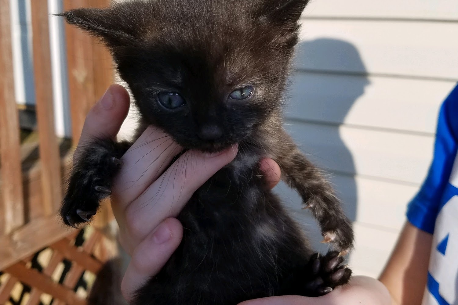 Ashe County Animal Control