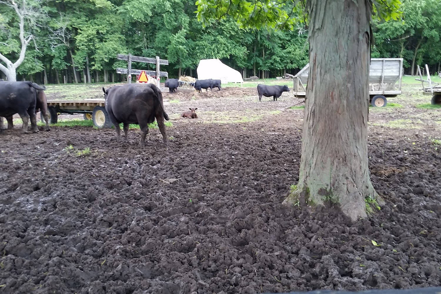 Bloom Animal Hospital