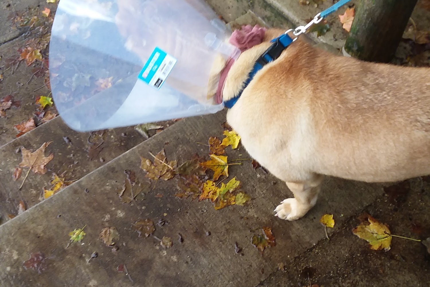 Cass County Animal Hospital