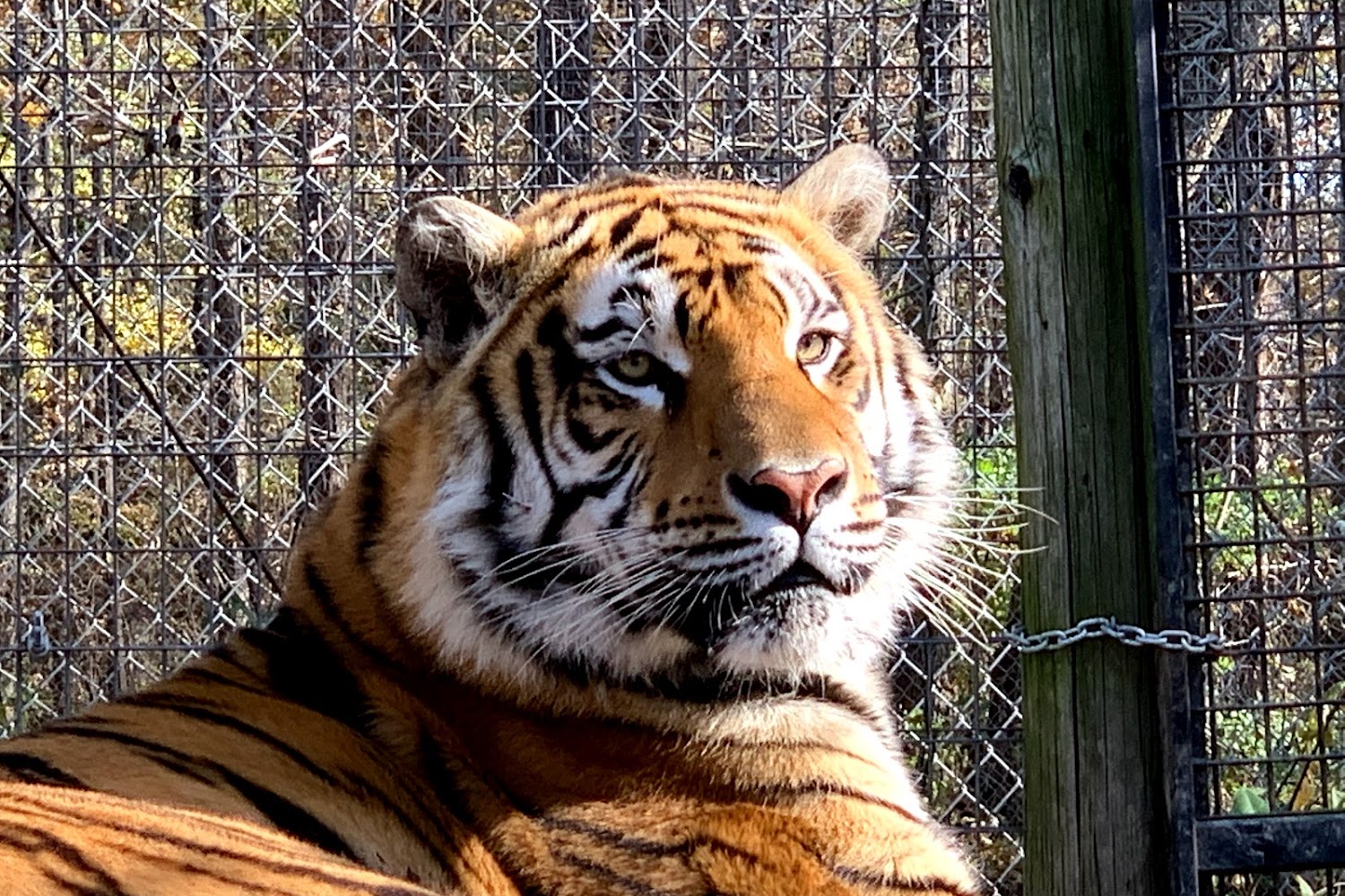 Exotic Feline Rescue Center