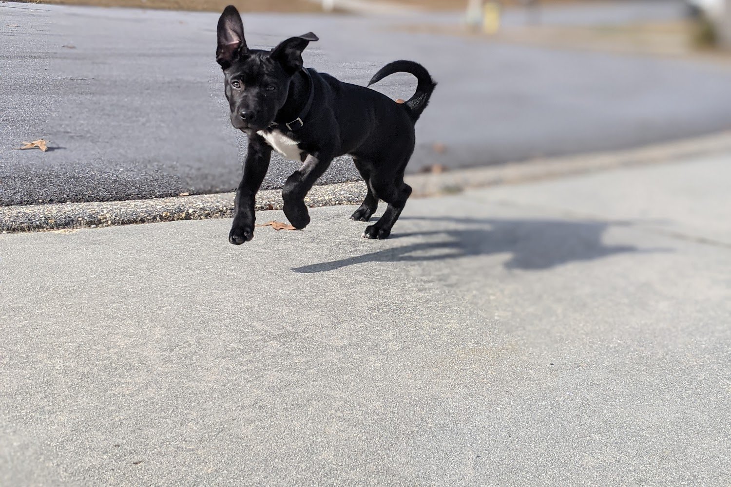 Fayetteville Animal Control