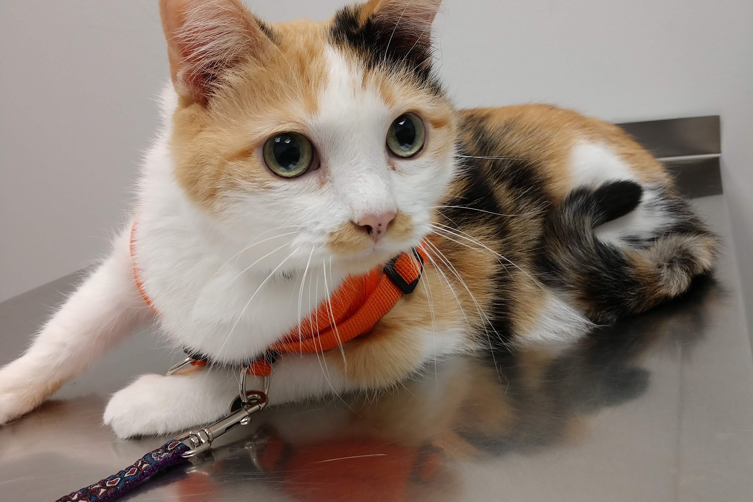 Arlington Heights Animal Hospital