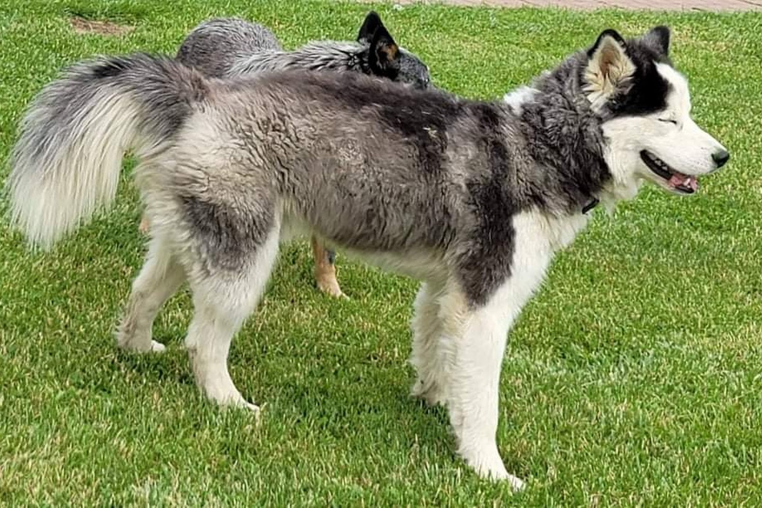 Orange County Humane Society