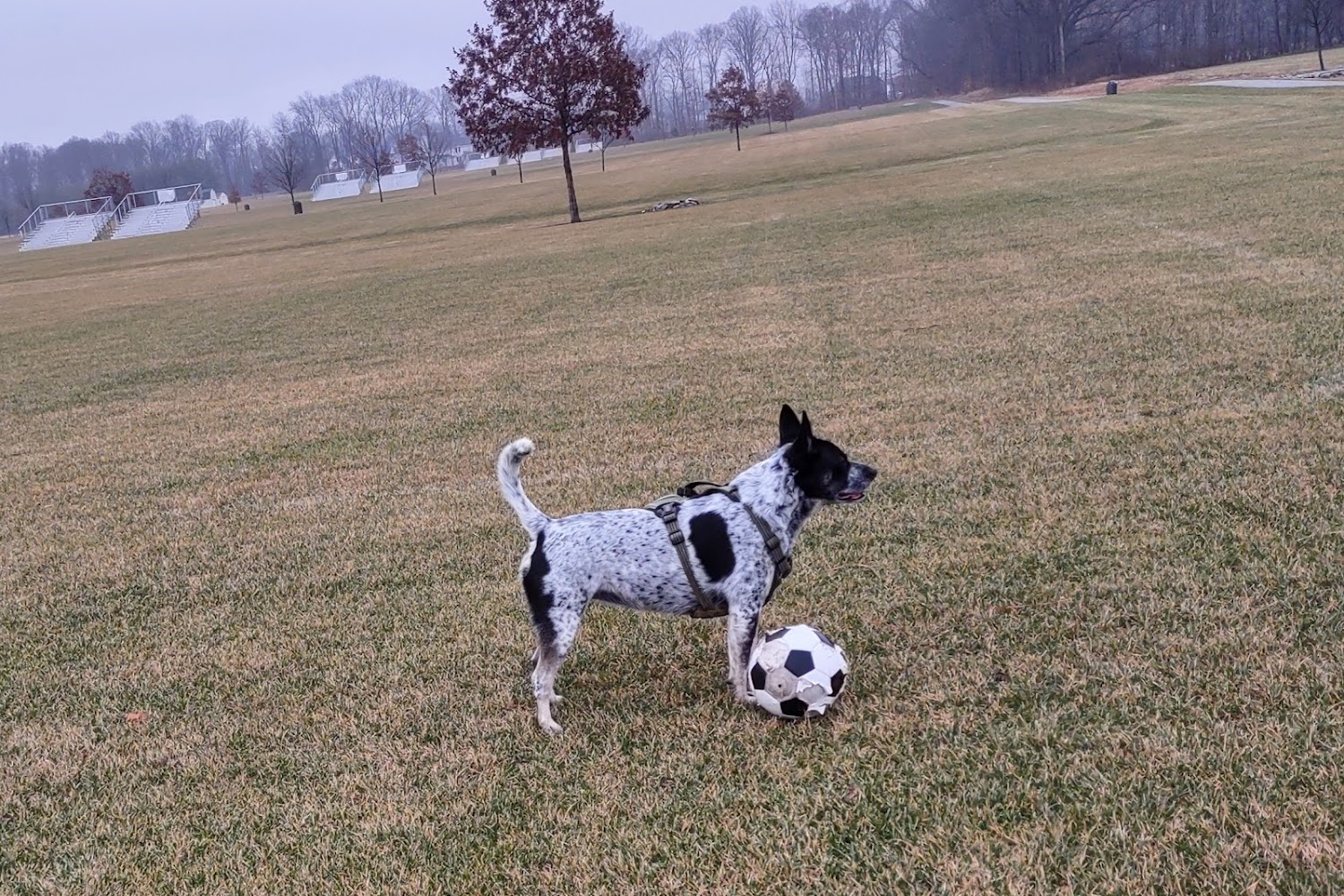 Windermere Animal Hospital