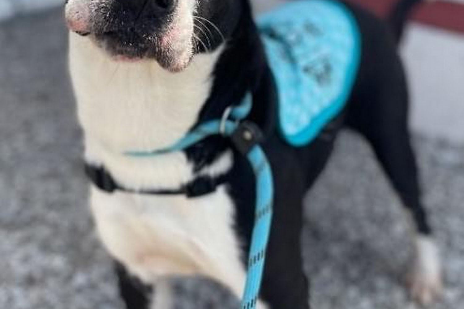 Humane Society-Clinton County