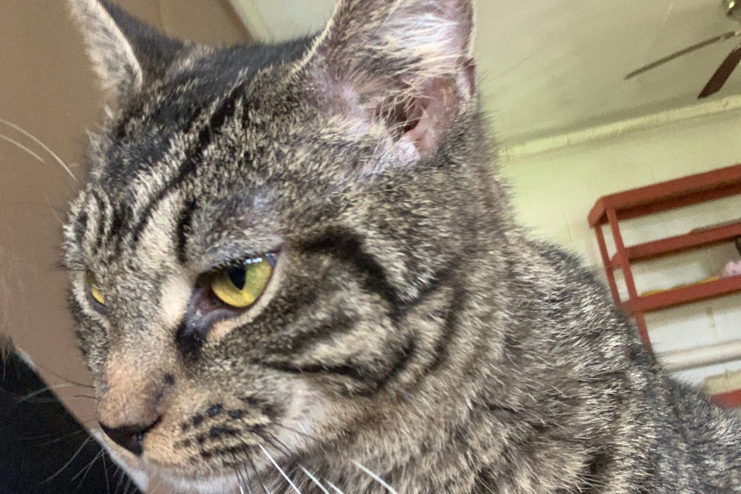 Helping Paws Pet Haven