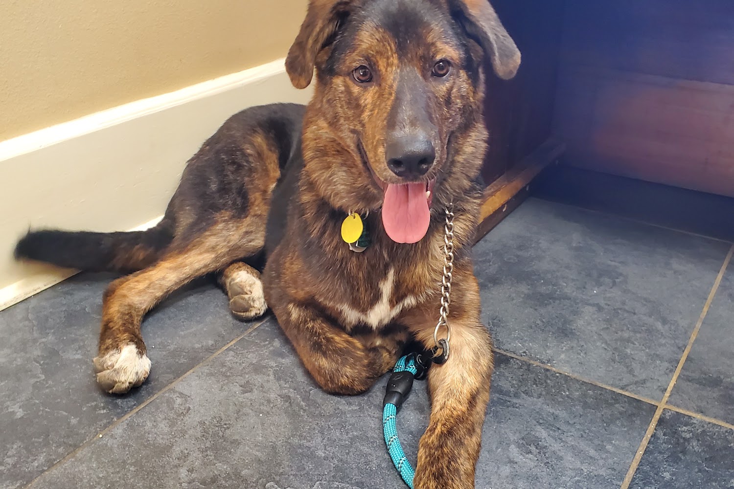 Acadian Animal Hospital