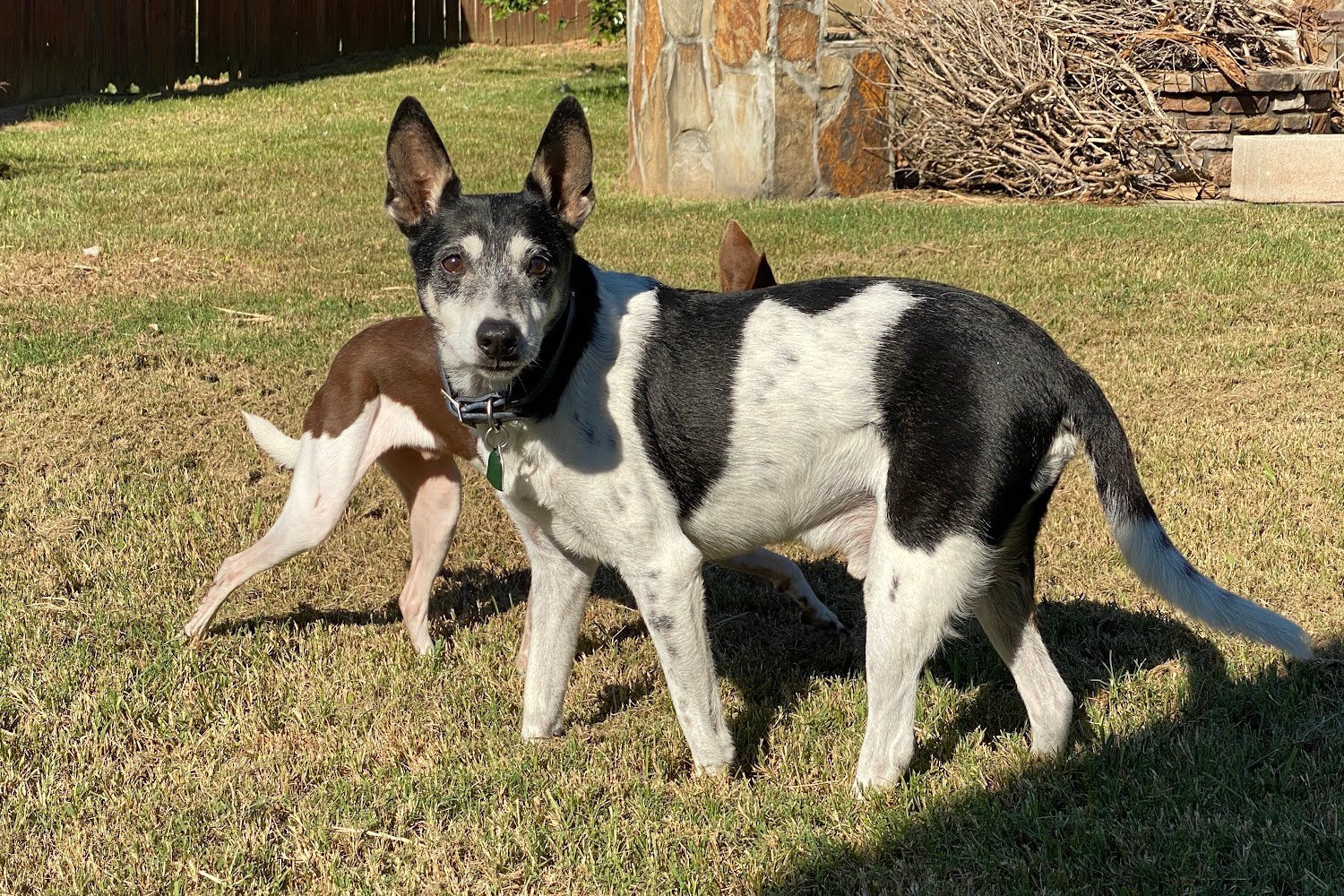 South Park Animal Hospital