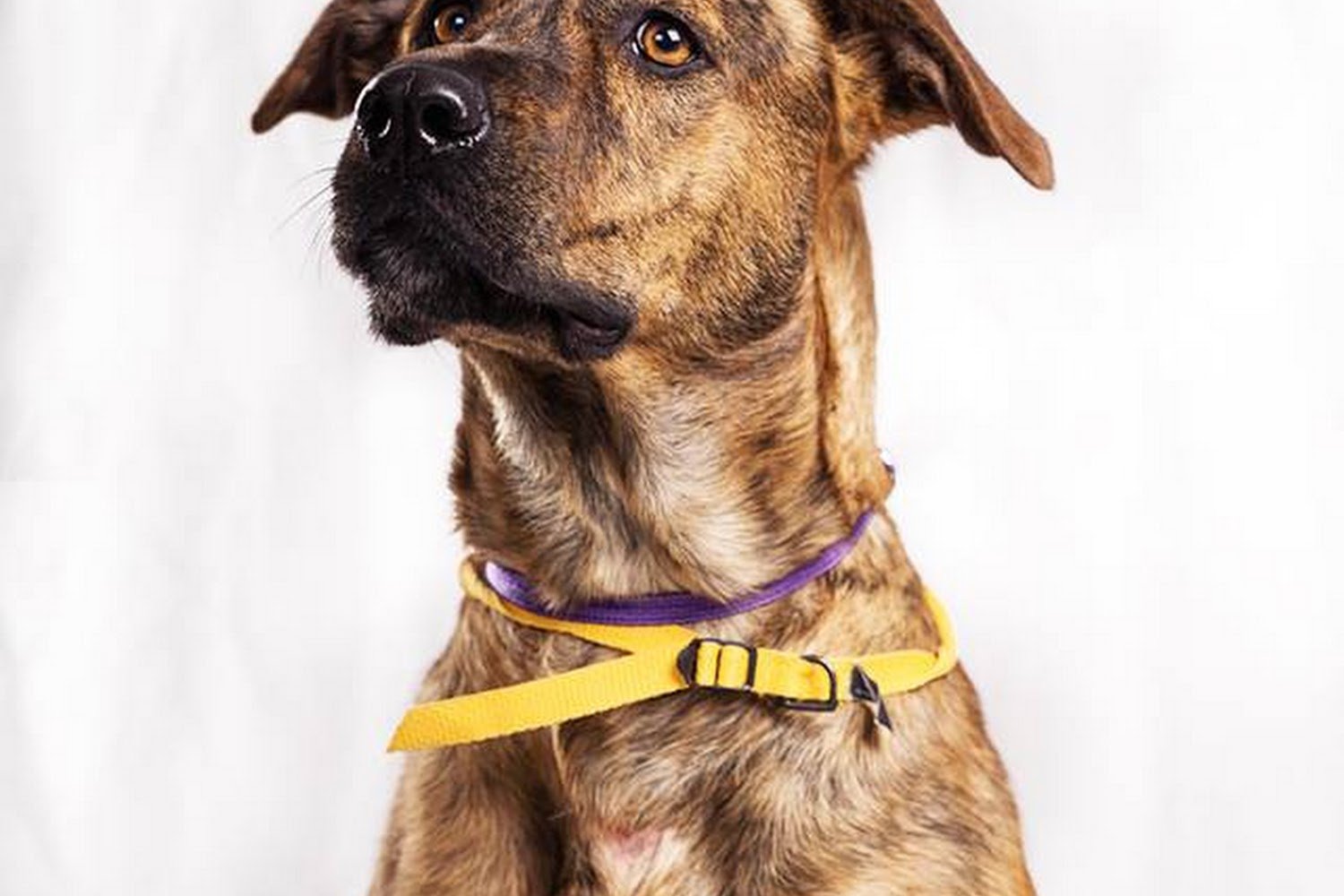 Humane Society of St Joseph