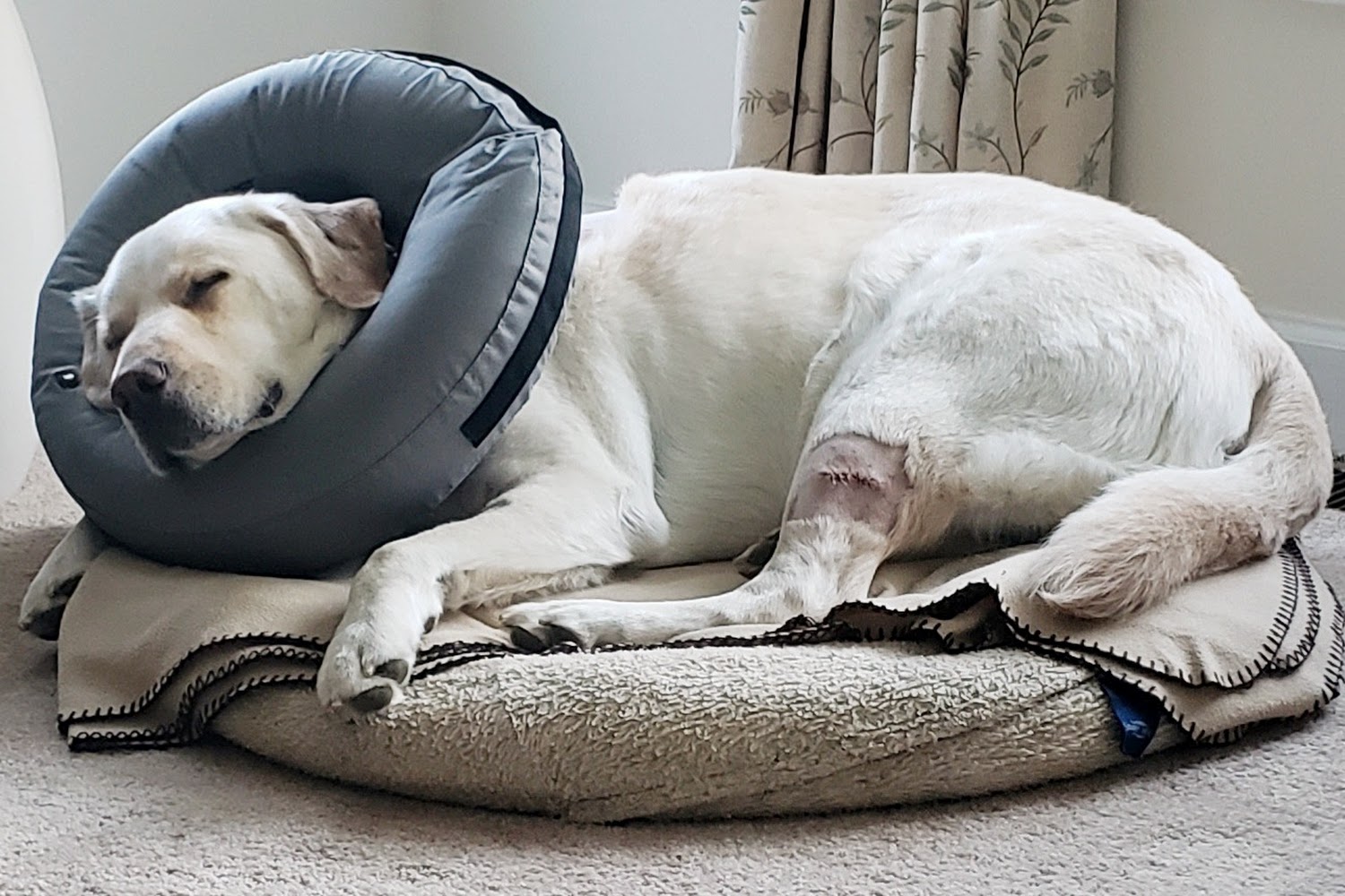 Brenford Animal Hospital South