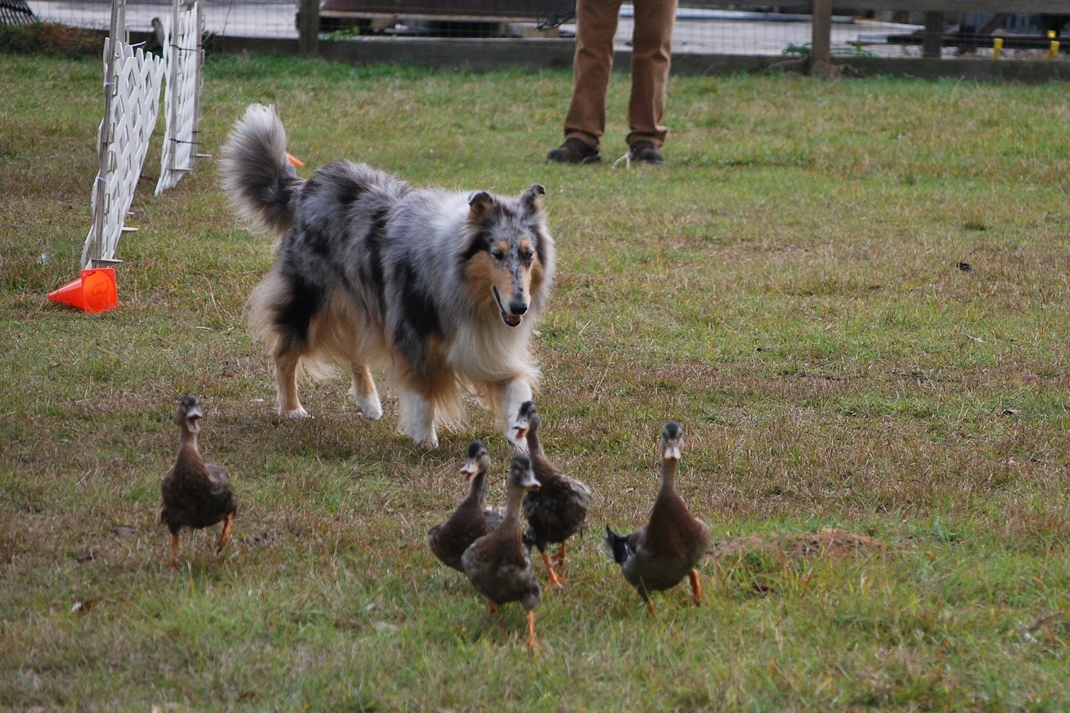 Collie Rescue of Louisiana