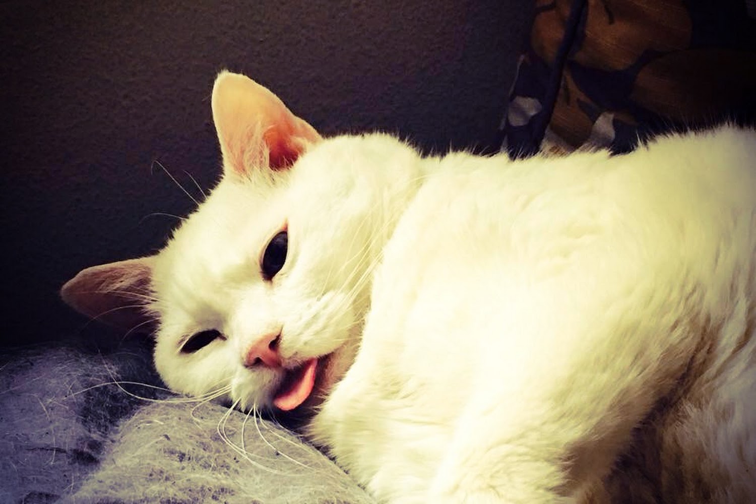 Terry Parkway Animal Clinic