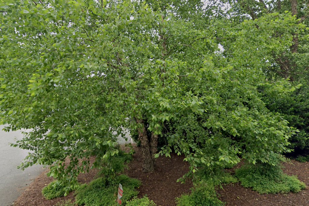 Animal Hospital of Statesville