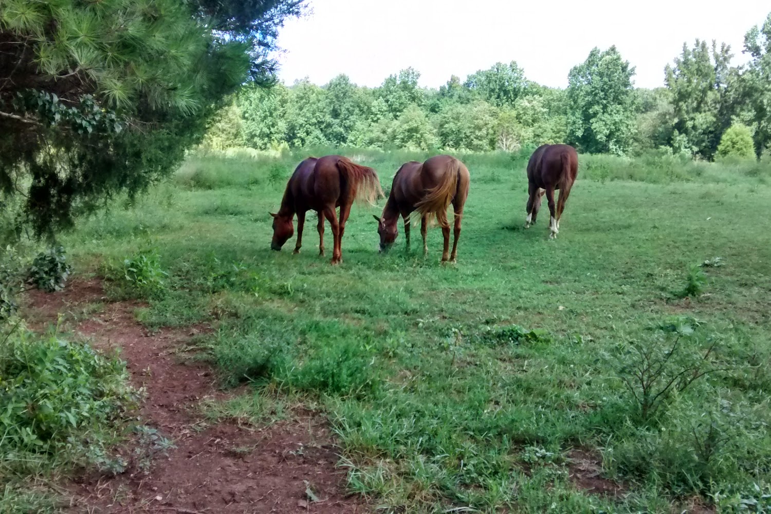 Pine Hollow Animal Hospital