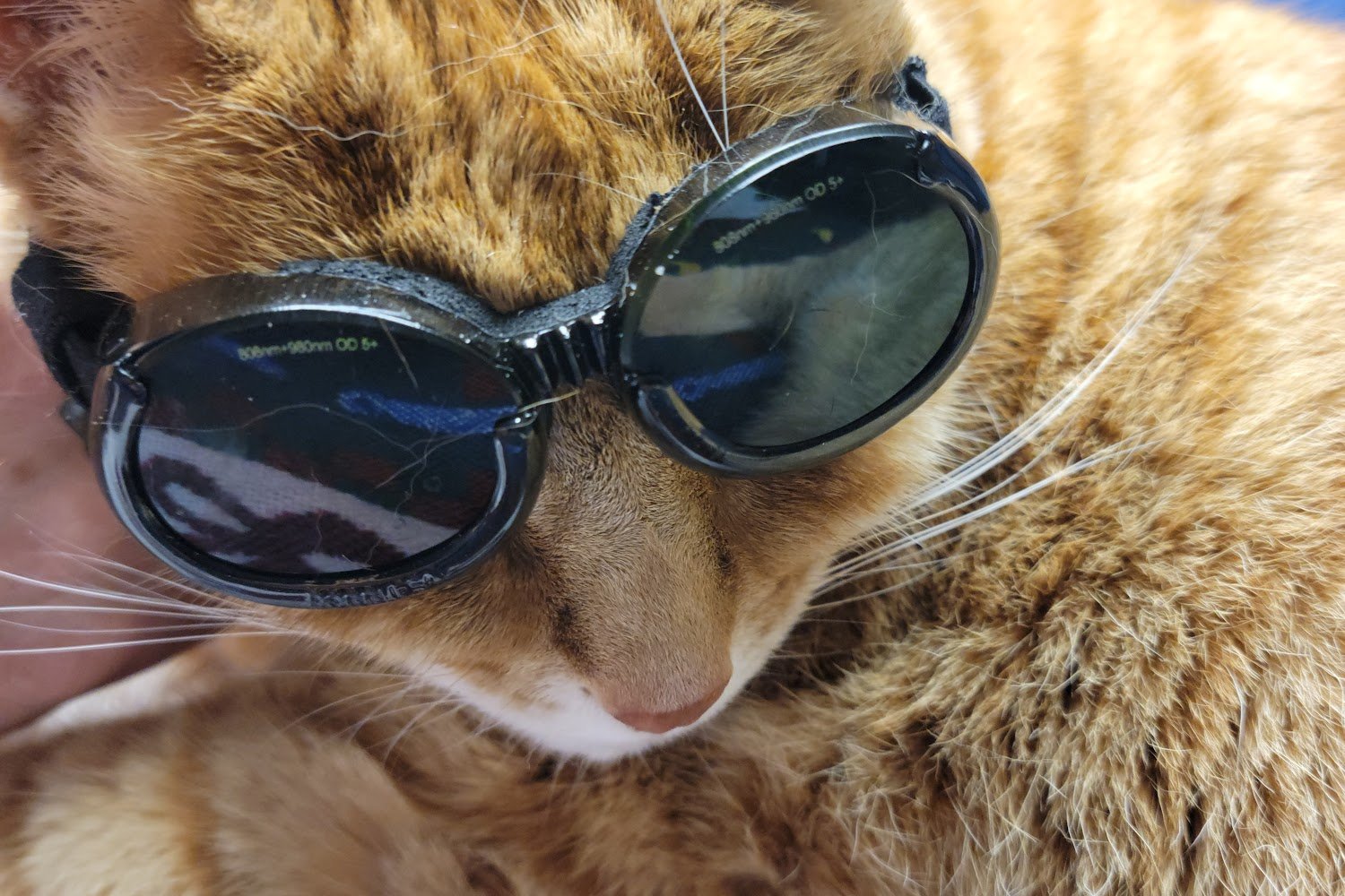 Peninsula Animal Hospital & Orthopedics