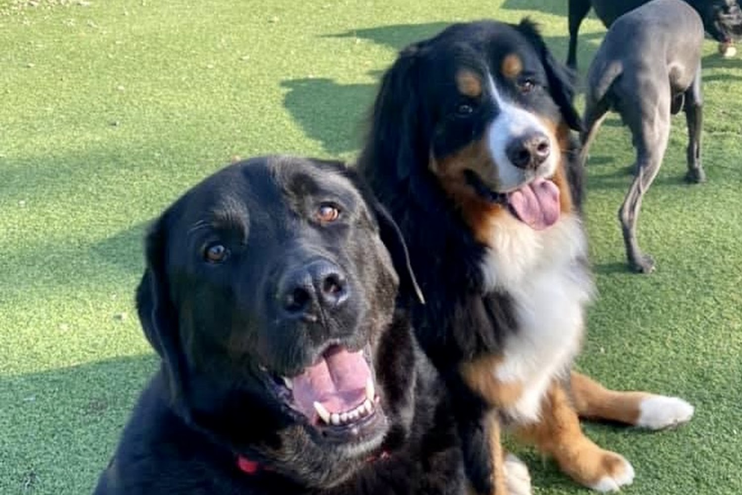 Limestone Veterinary Hospital