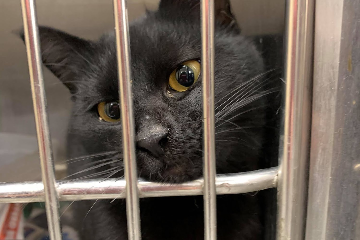 Westlake Animal Control