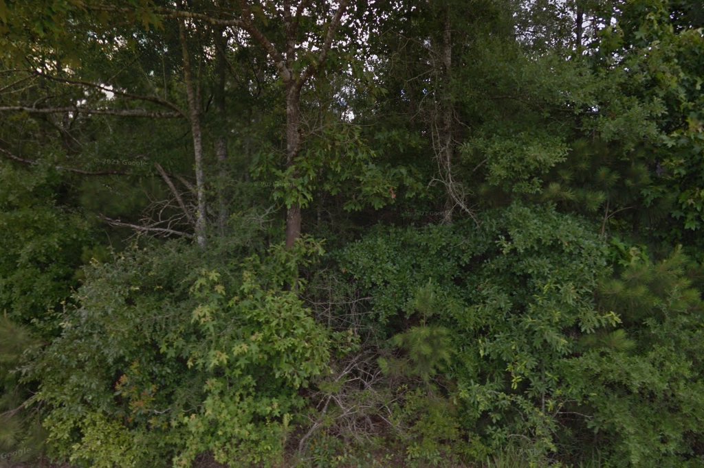 Tangi Adopt A Rescue