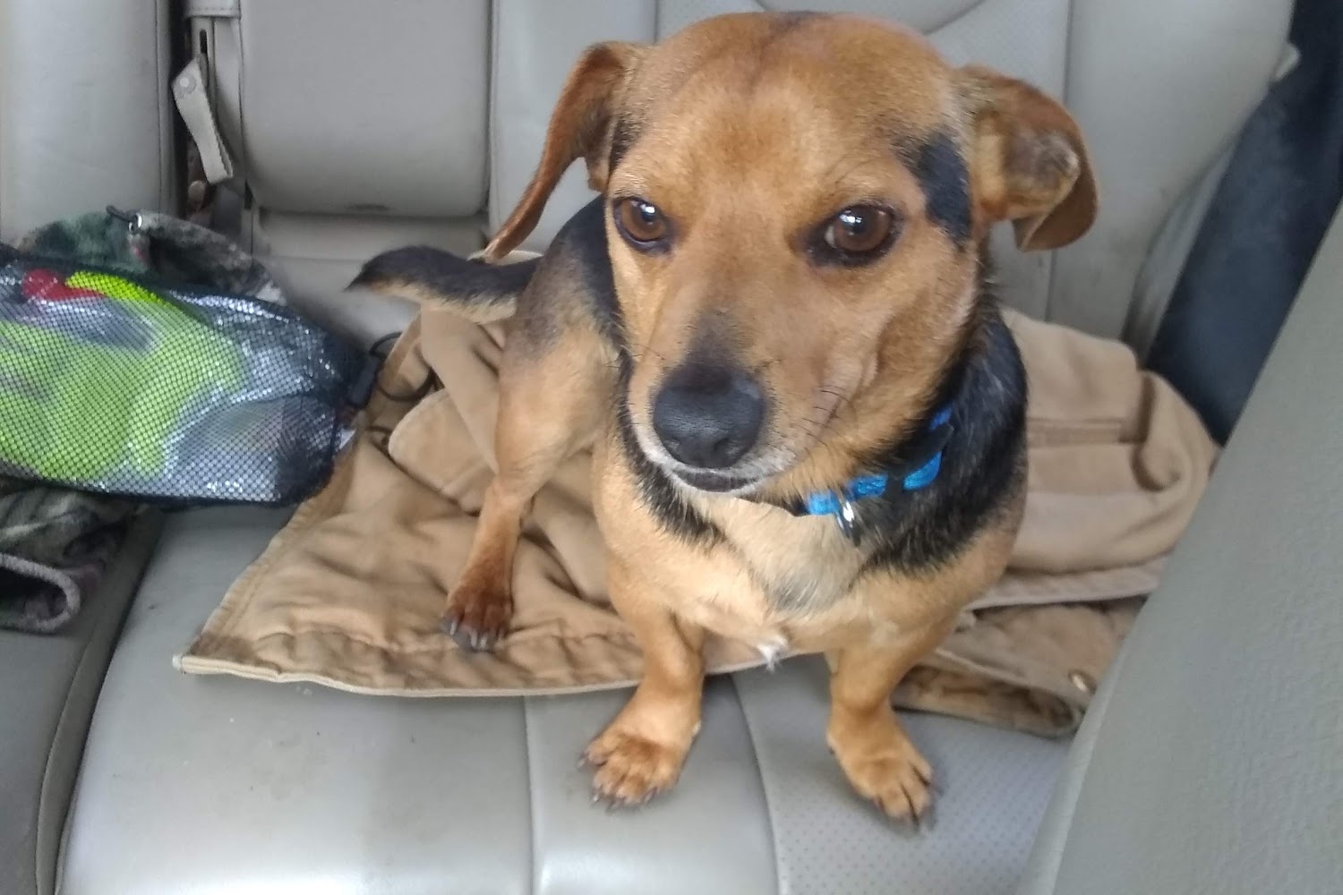 De Soto Parish Animal Control