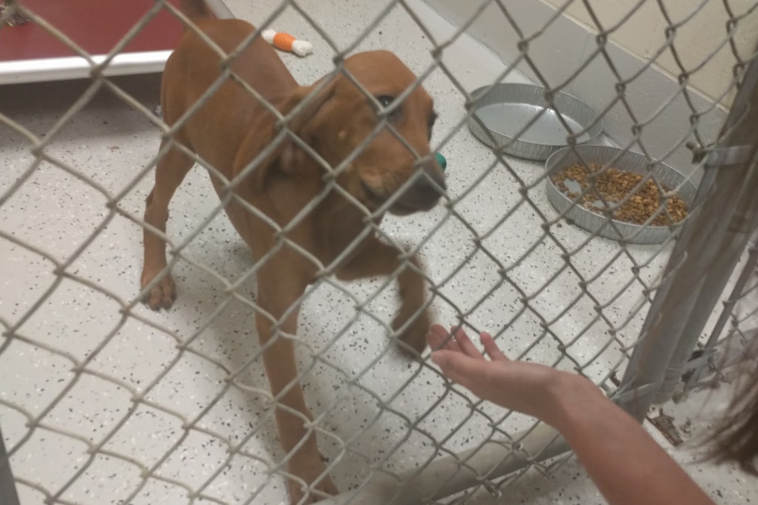 Pender County Humane Society
