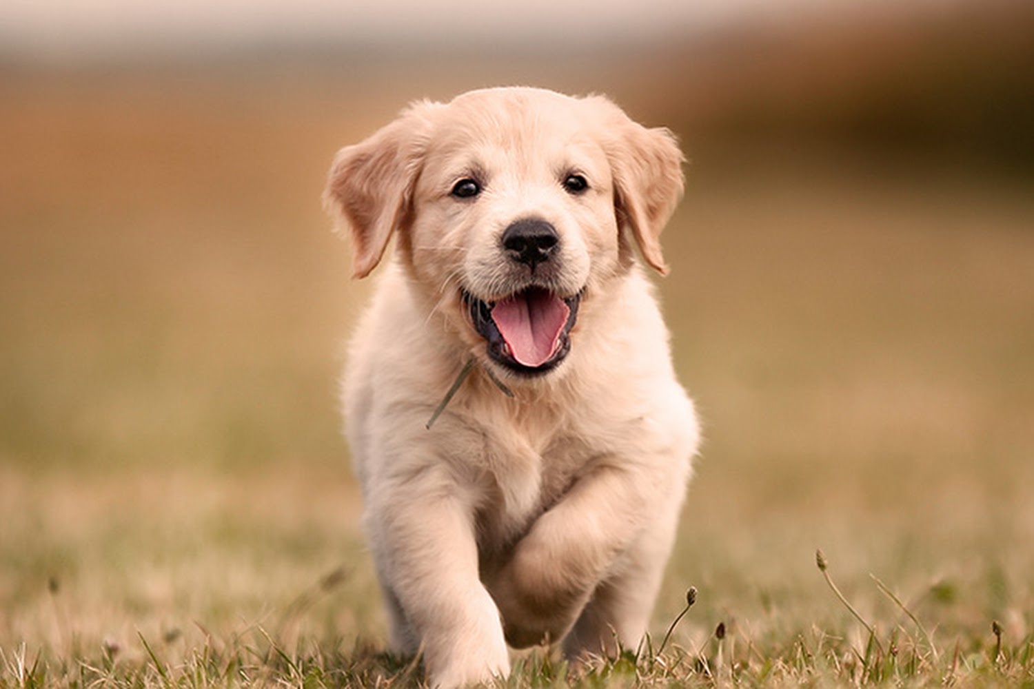 Wellington Animal Hospital