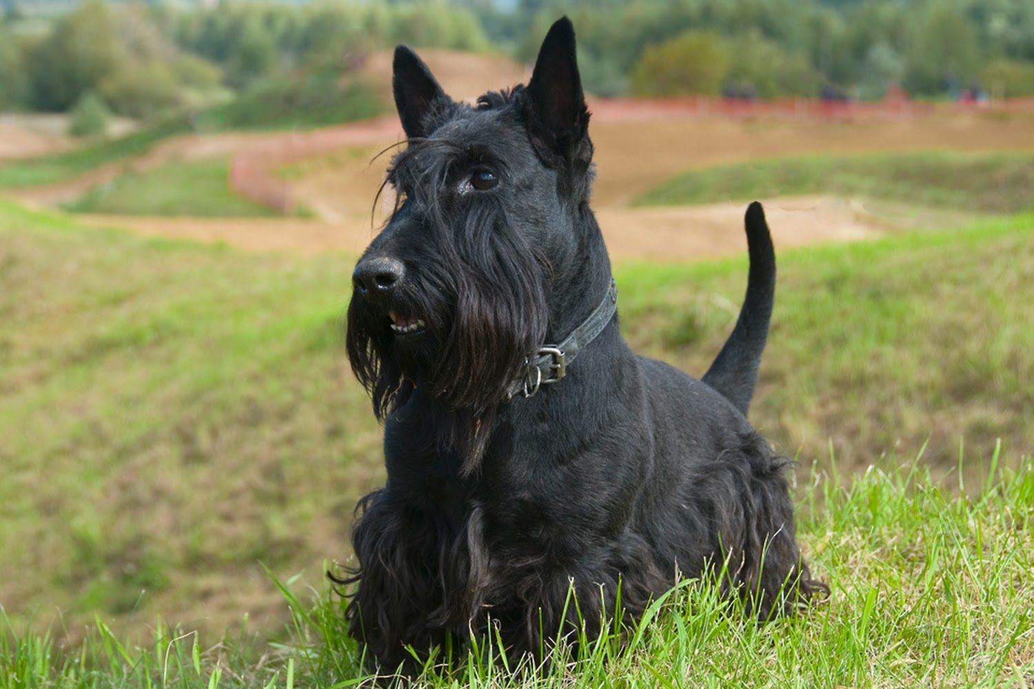 Sunshine Animal Hospital