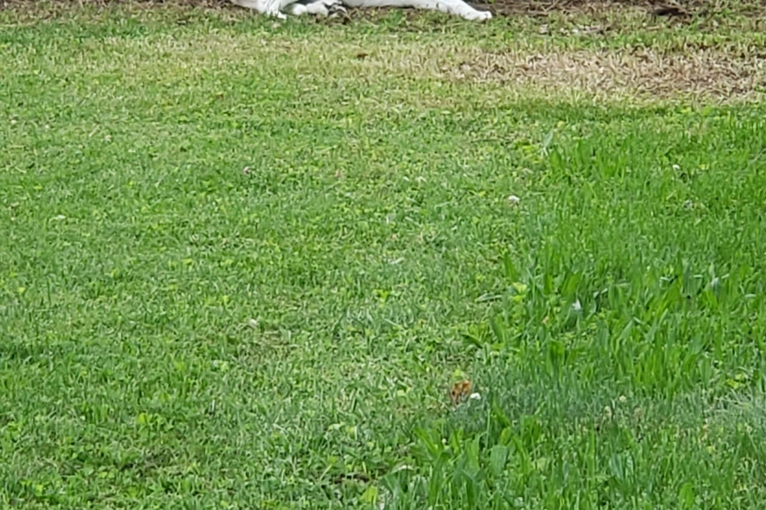 Vogel Veterinary Hospital