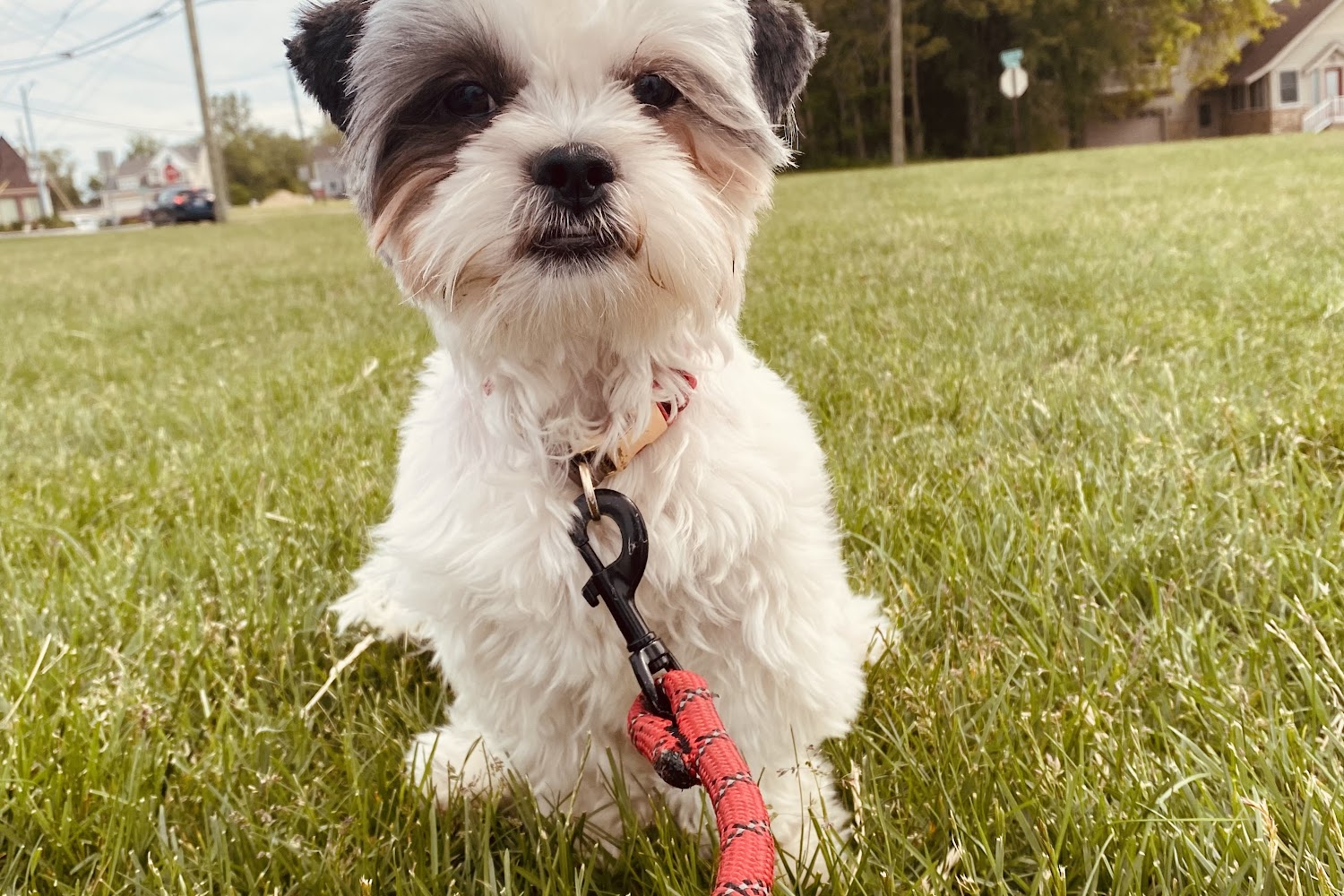 Ross Hospital for Animals