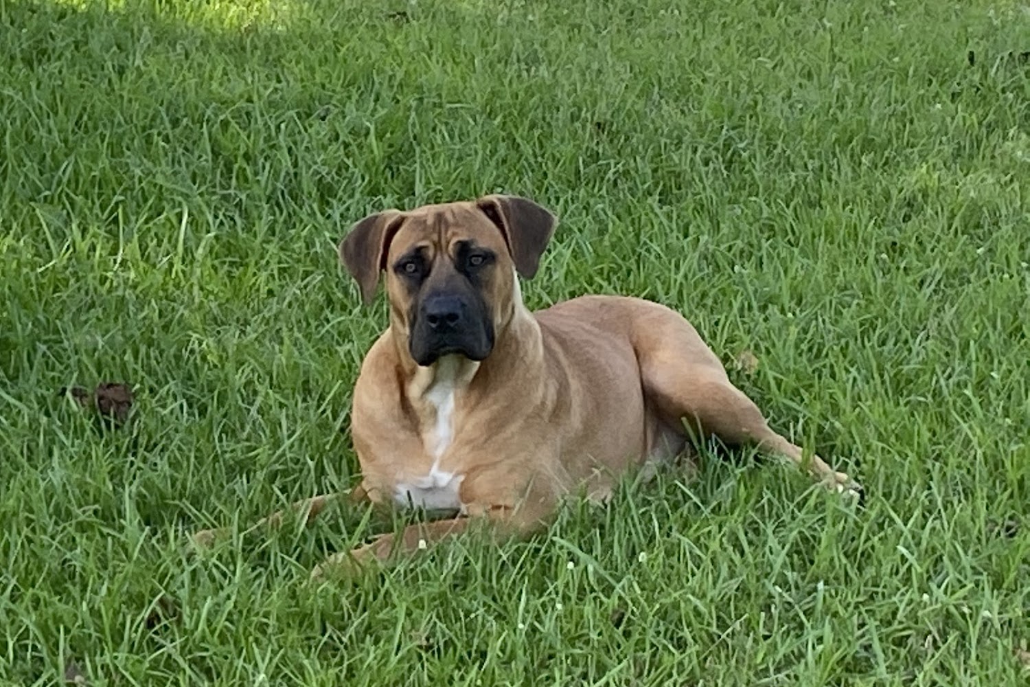 Animal Hospital of Onslow County