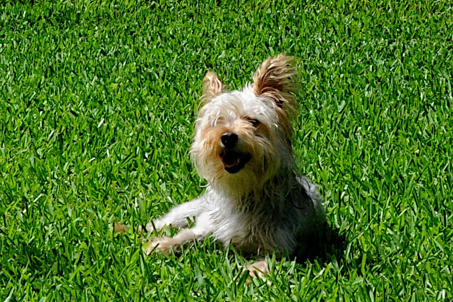 Mitchell County Animal Rescue , Inc