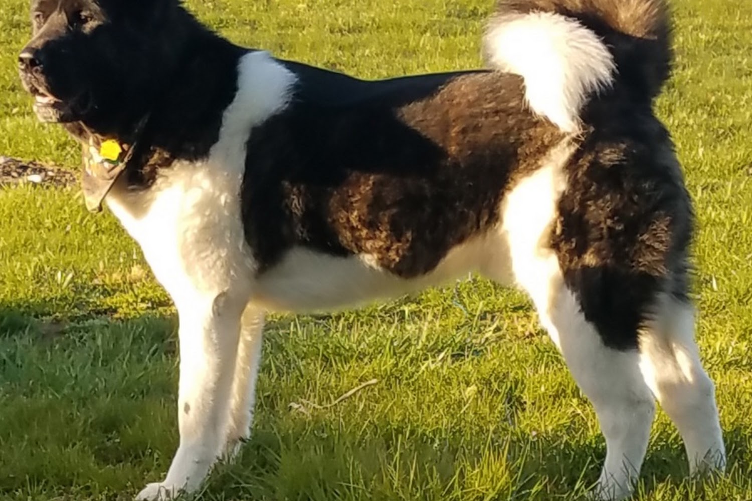 Harvest Plaza Animal Hospital