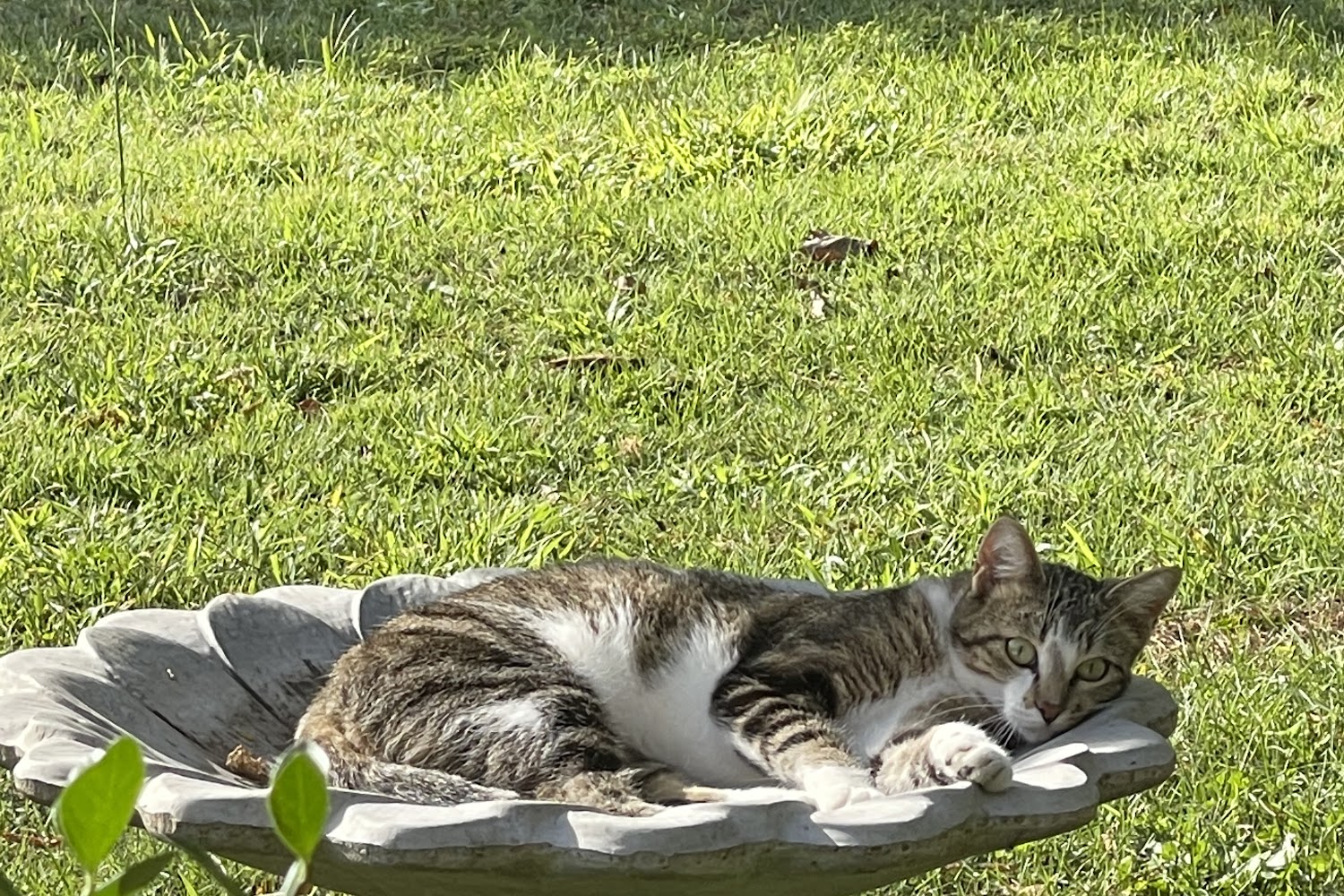 Hancock Veterinary Hospital