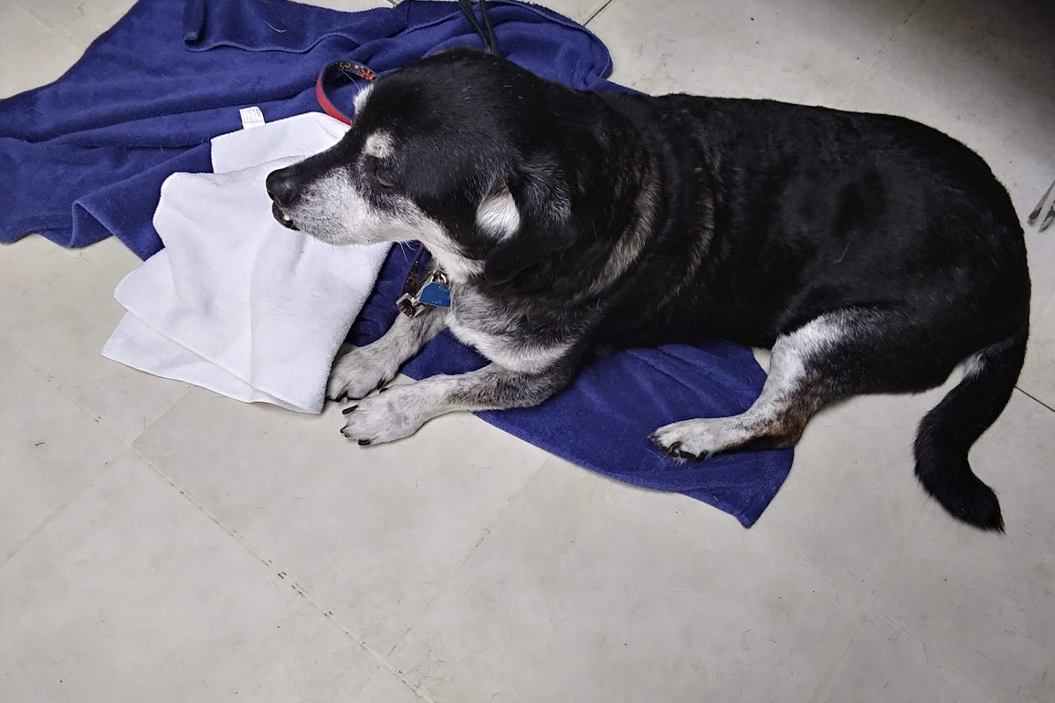 Four Paws Animal Hospital