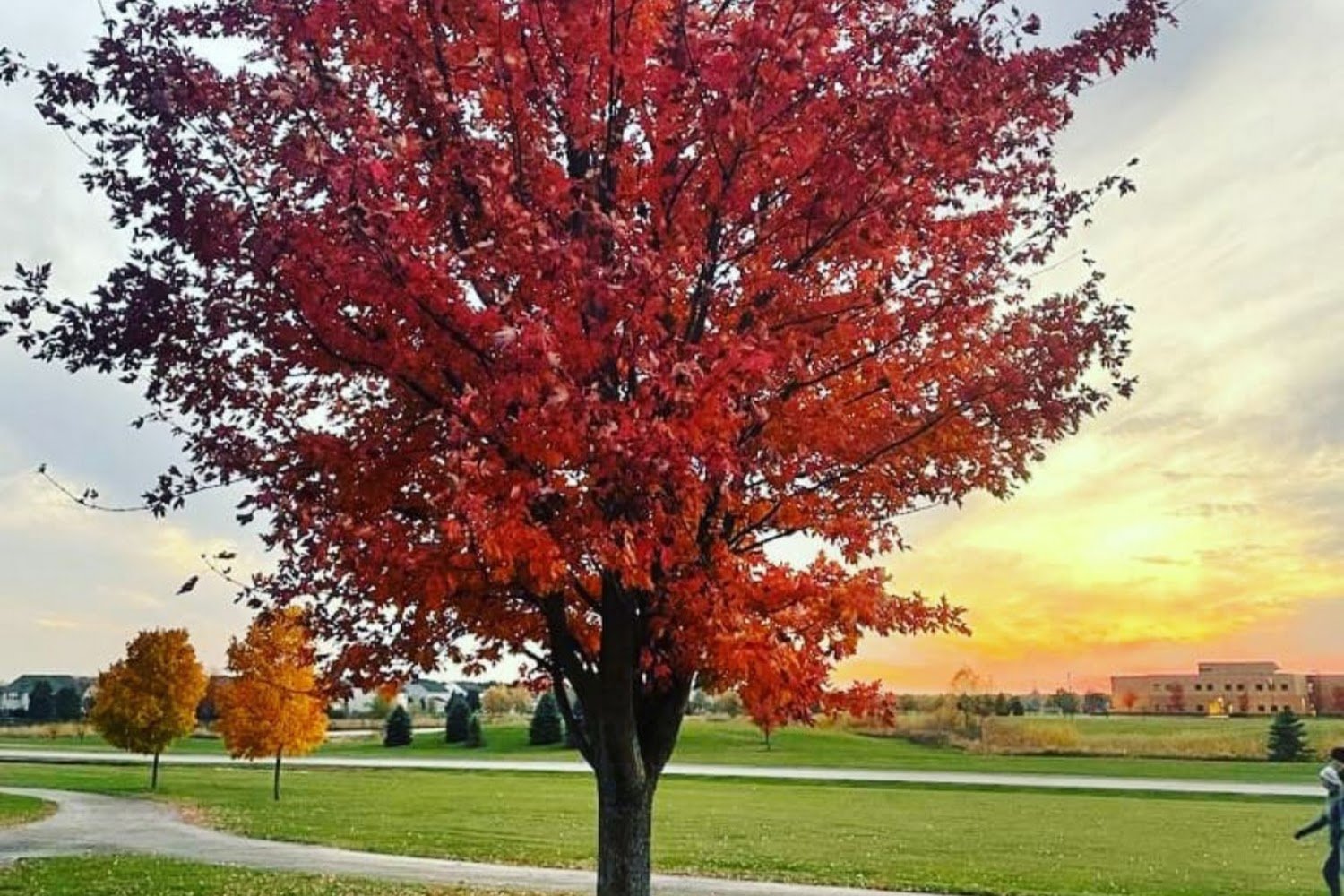 Golden Retriever Rescue and Community Education, Inc. - Grrace