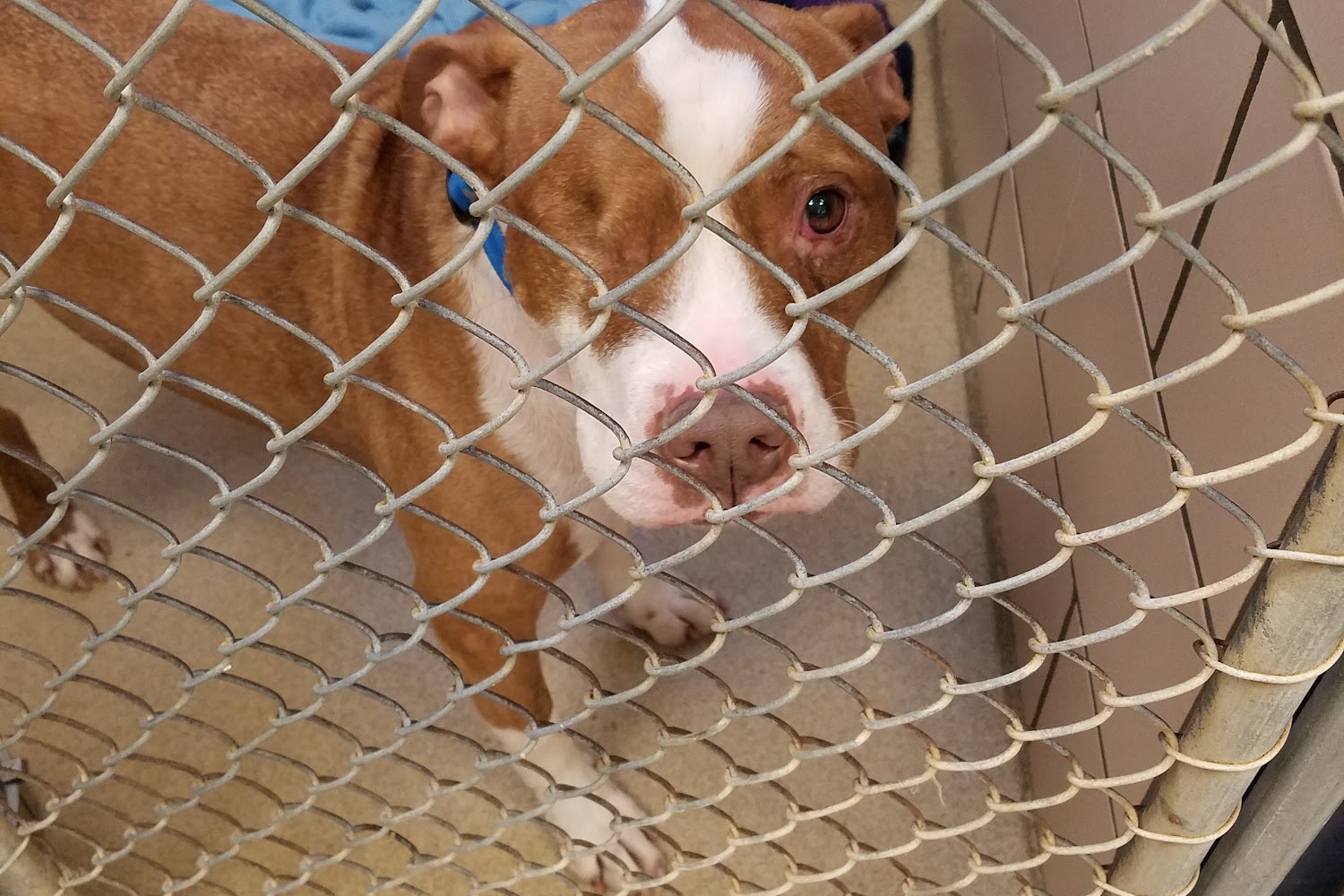 Fort Wayne Animal Care & Control