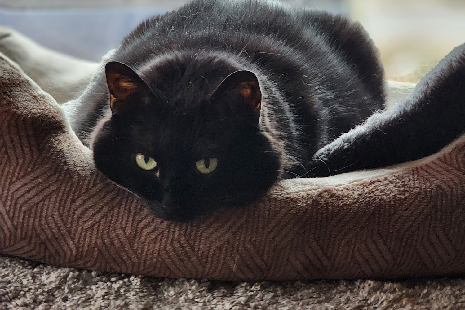 Greater Lafayette Cat Hospital