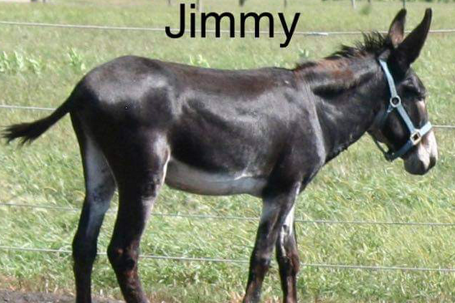 Indiana Horse Rescue