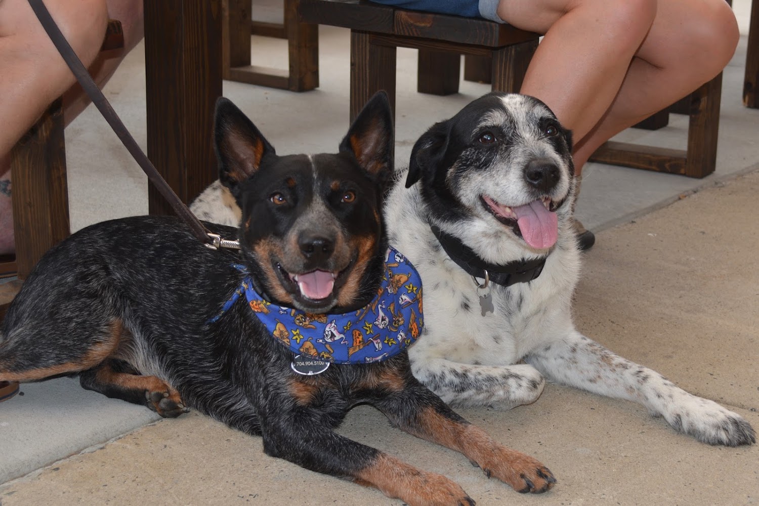 Mallard Creek Animal Hospital