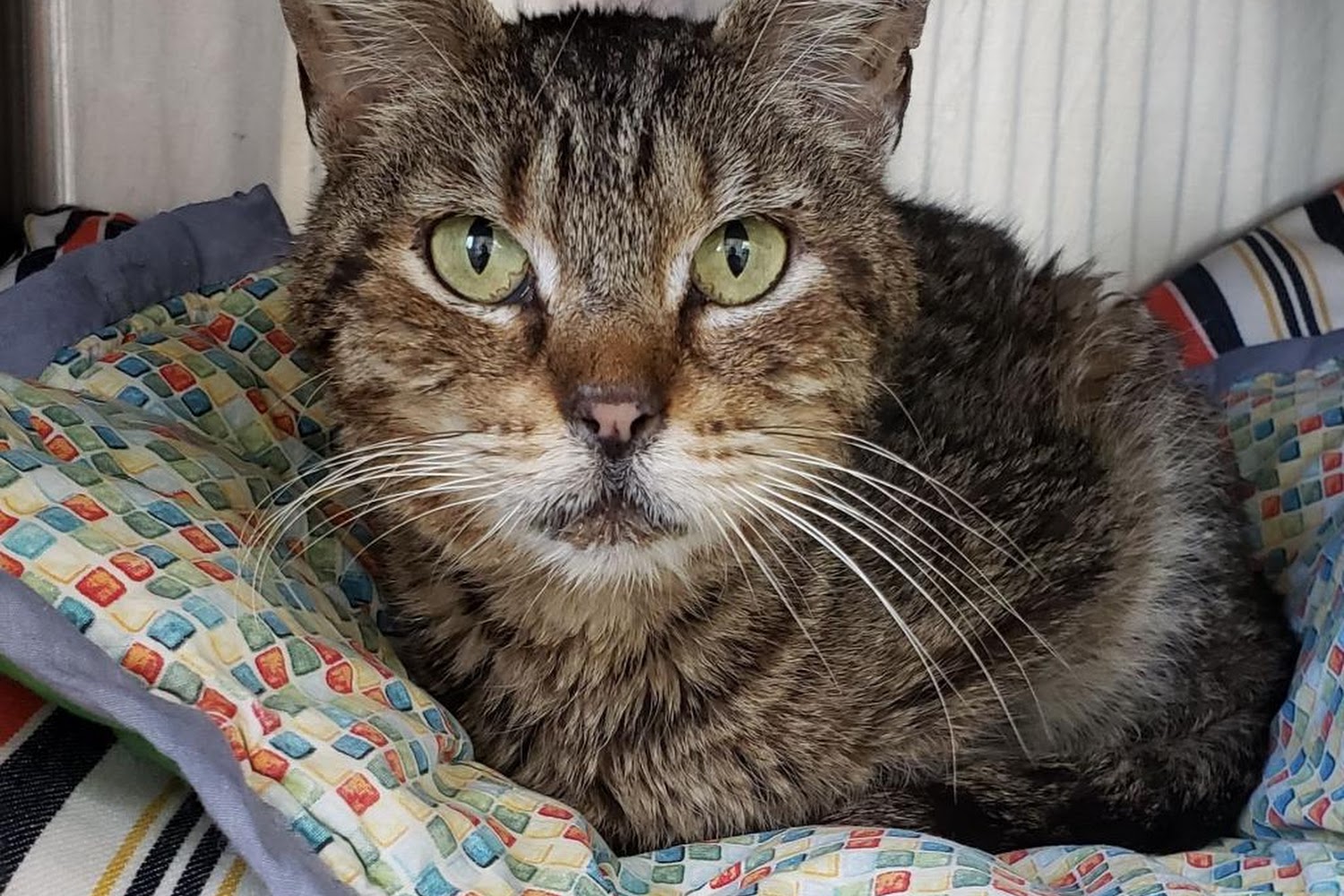 Good Shepherd Humane Society