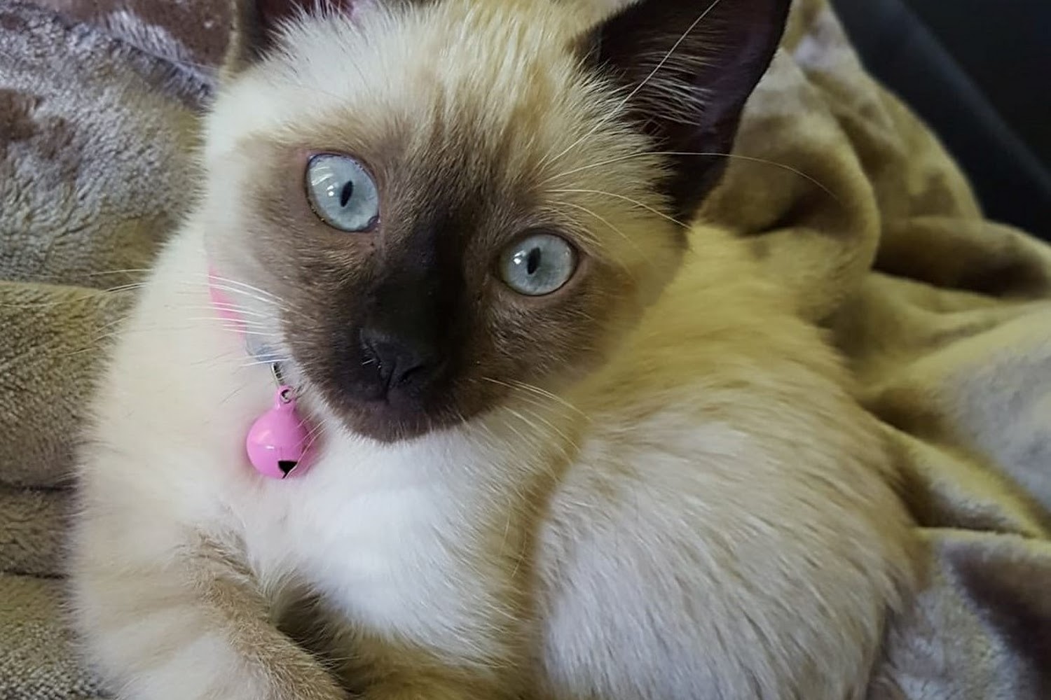 Congress Animal Hospital