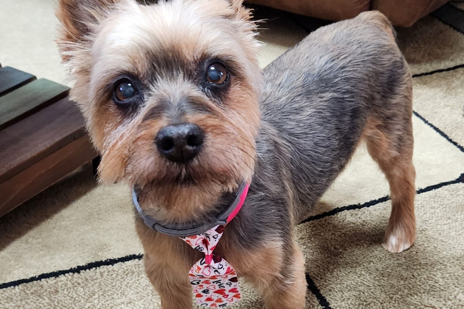 Ocean View Animal Hospital