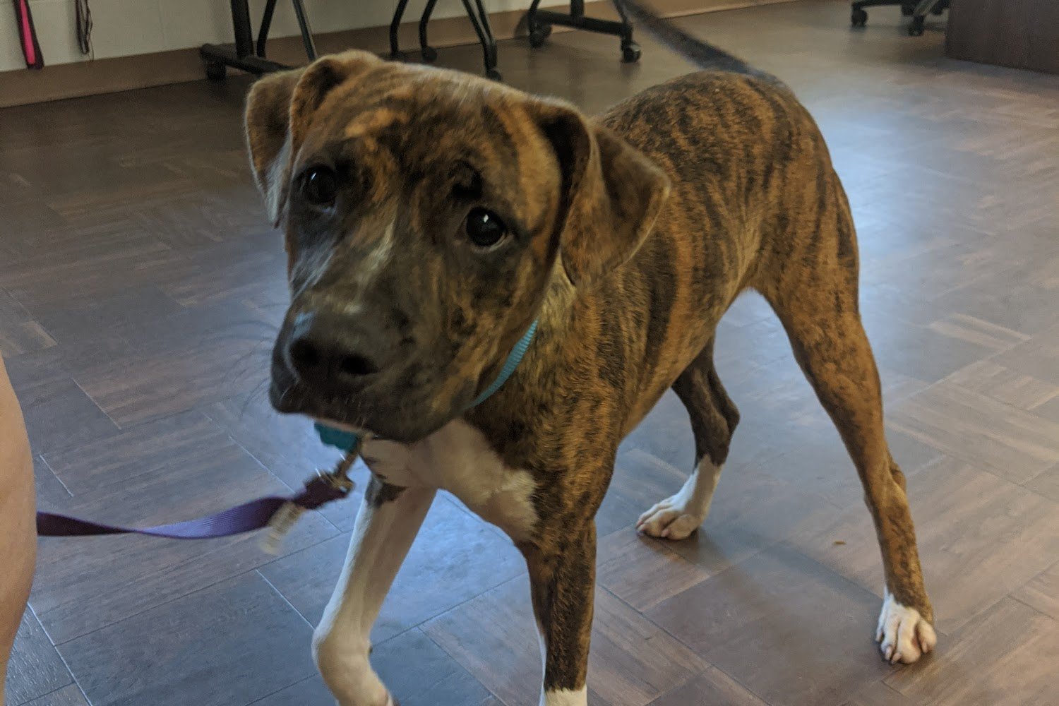 Person County Animal Control