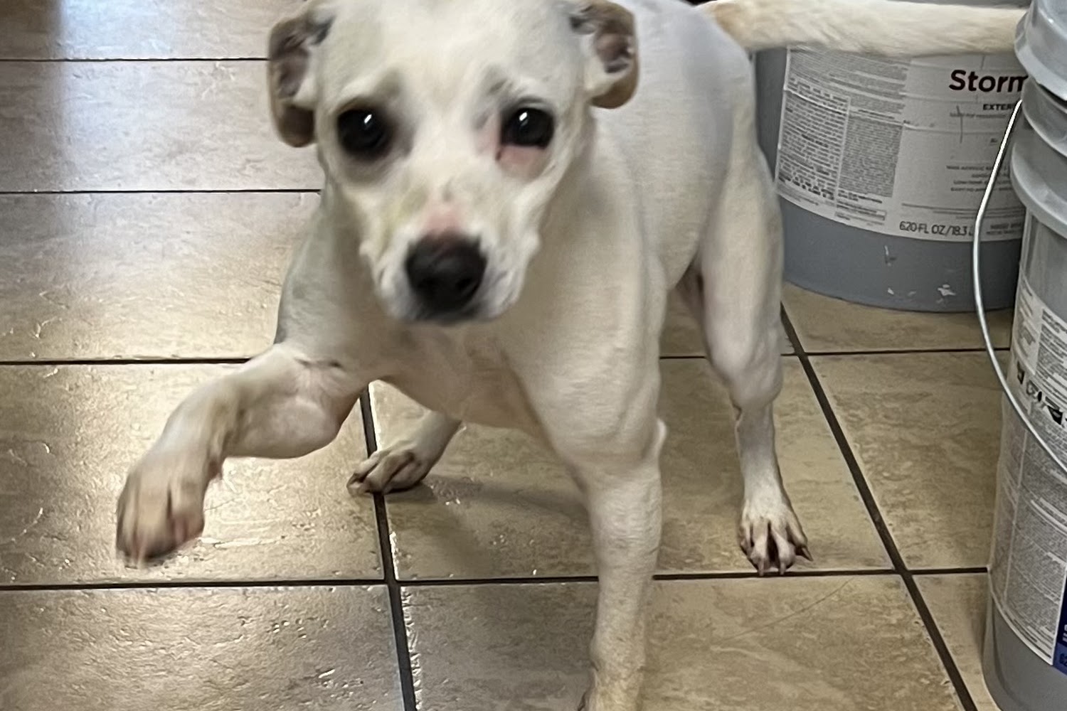 Happy Hills Animal Foundation