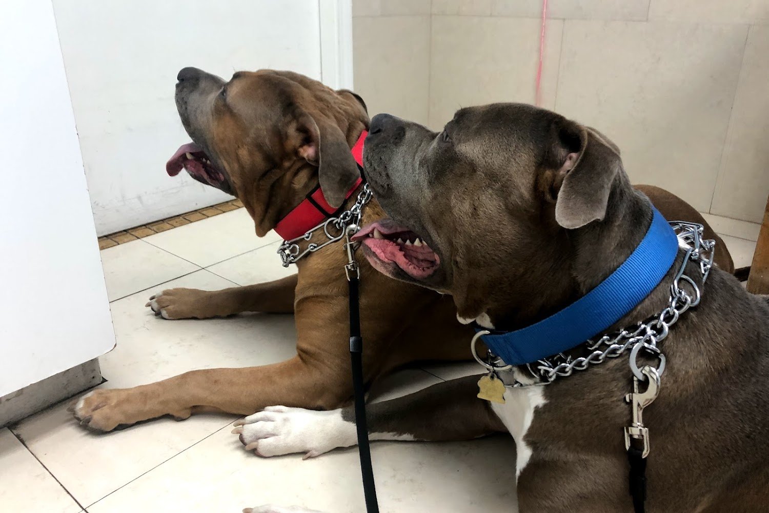 Mandarin Pet Emergency Hospital