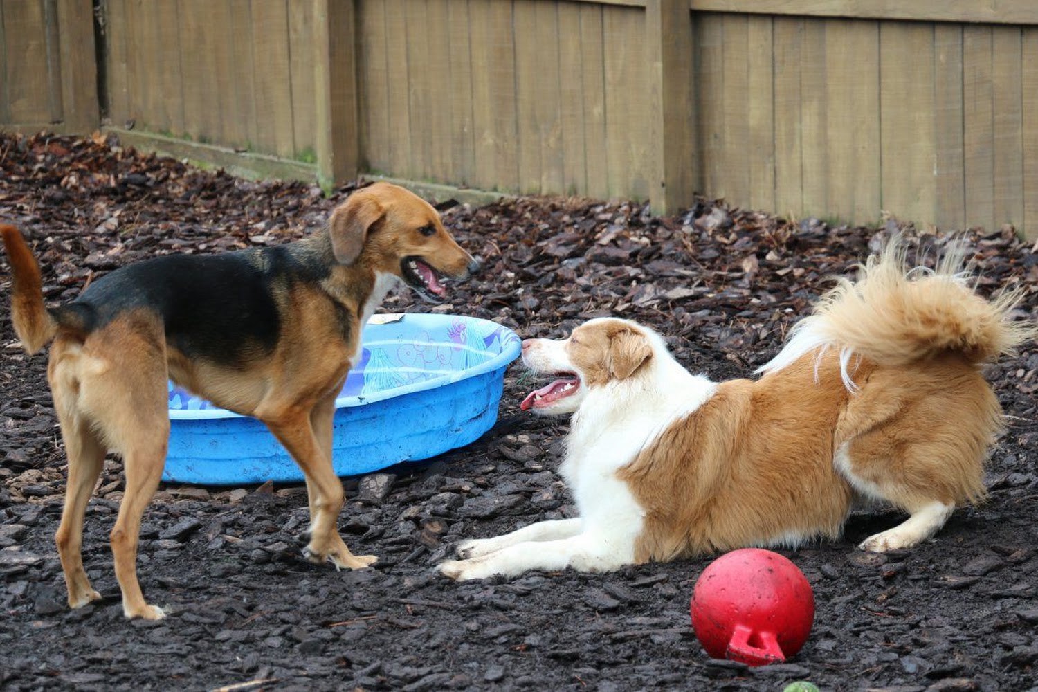 Companion Animal Hospital of Wakefield