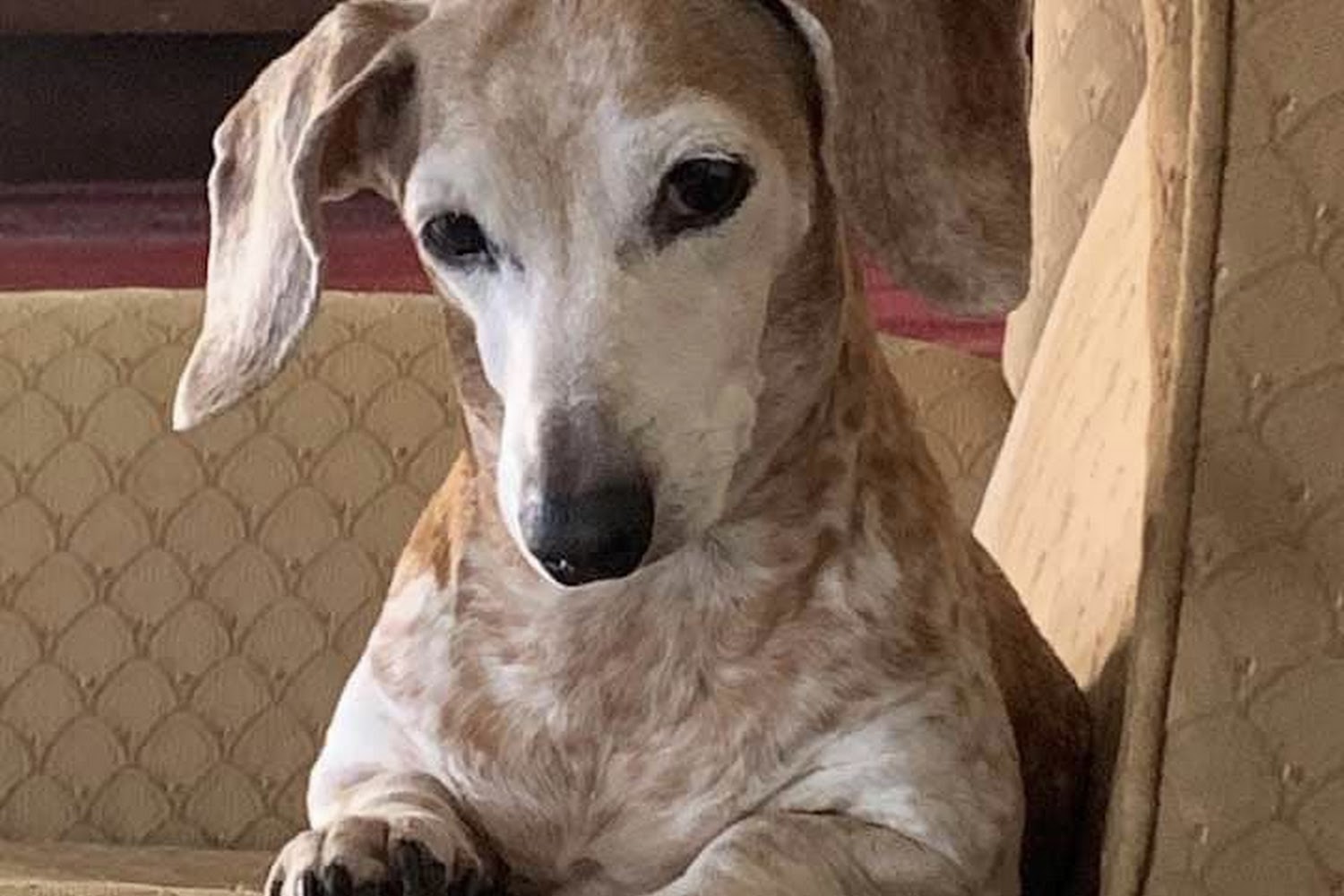 After Hours Veterinary Clinic