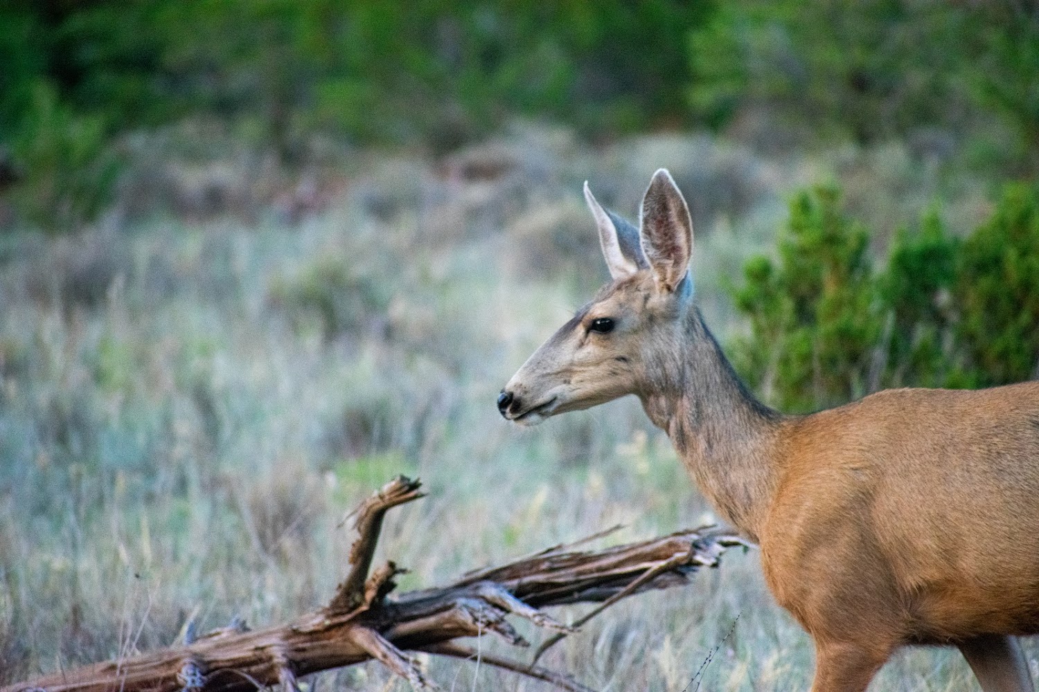 Candy Kitchen Rescue Ranch