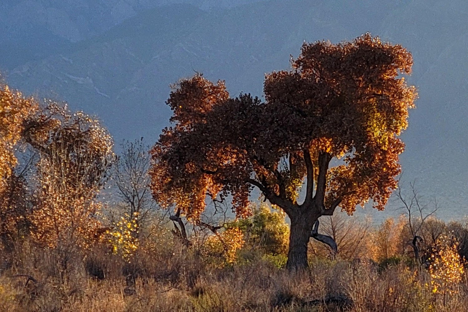 Carma Mobile Adoptions at Petsmart