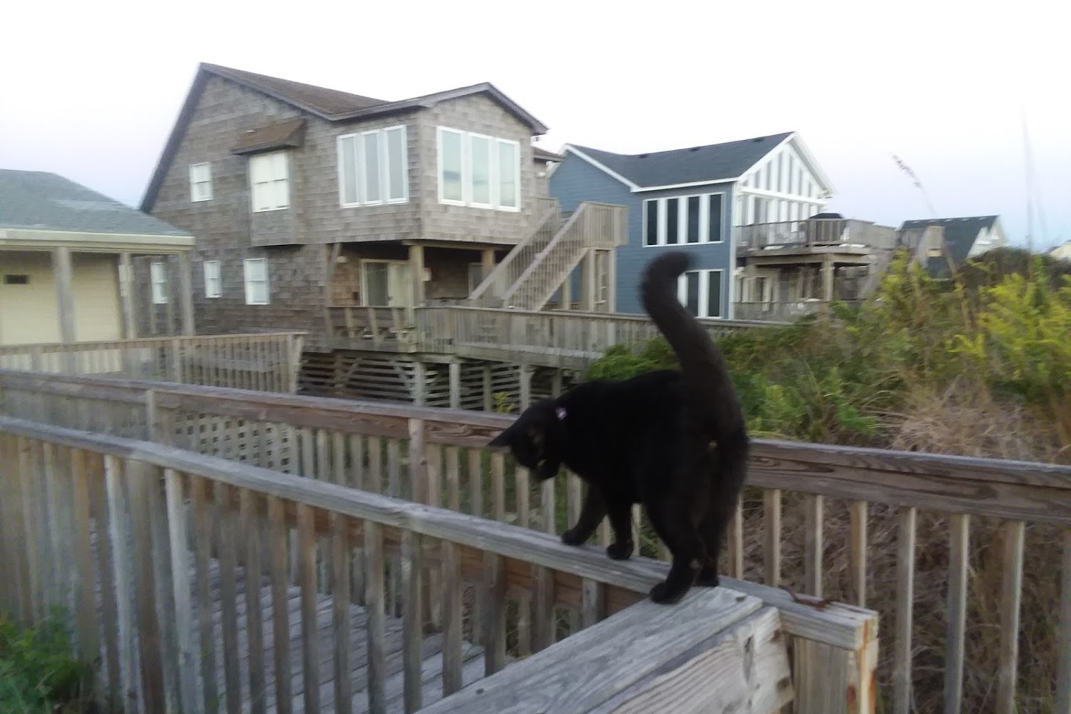 Coastal Animal Hospital